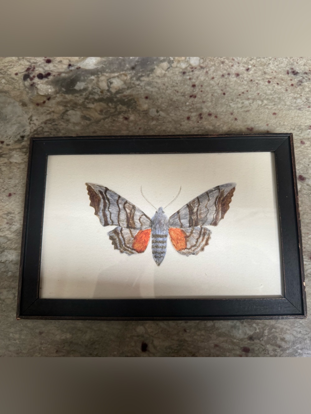 Framed Butterfly Moth Illustration - Orange & Gray